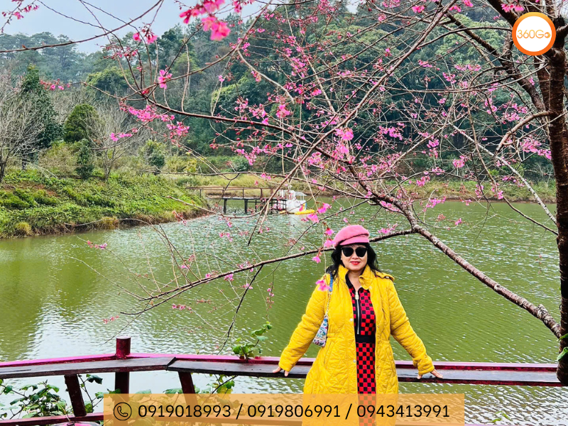 Cánh hoa anh đào Măng Đen thường dày dặn, sắc màu tươi tắn - Du lịch 360Go